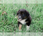 Small Photo #26 Australian Shepherd Puppy For Sale in ARODA, VA, USA