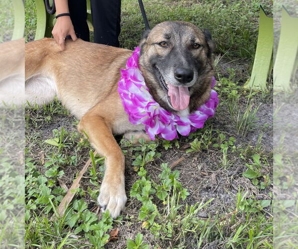 Medium Photo #2 Mutt Puppy For Sale in Fort Pierce, FL, USA