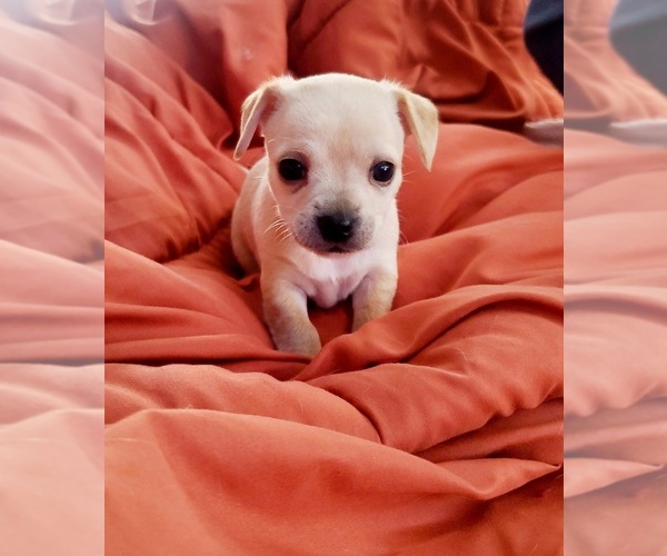 Medium Photo #6 Chihuahua Puppy For Sale in PENSACOLA, FL, USA