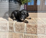 Small #9 Aussiedoodle Miniature 