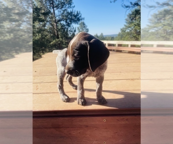 Medium Photo #24 German Shorthaired Pointer Puppy For Sale in FLORISSANT, CO, USA