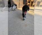 Small Photo #3 German Shorthaired Pointer-Poodle (Standard) Mix Puppy For Sale in AZUSA, CA, USA