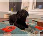 Pink Collar - Female Labrador Retriever Puppy for Sale - Small photo