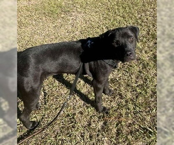 Medium Photo #3 Bulldog-Unknown Mix Puppy For Sale in Tarrytown, GA, USA