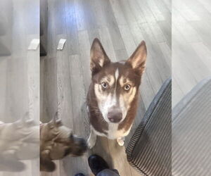Siberian Husky Dogs for adoption in Aurora, IN, USA