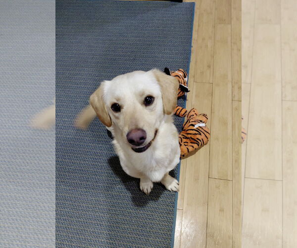 Medium Photo #1 Cardigan Welsh Corgi-Labrador Retriever Mix Puppy For Sale in St. Louis Park, MN, USA