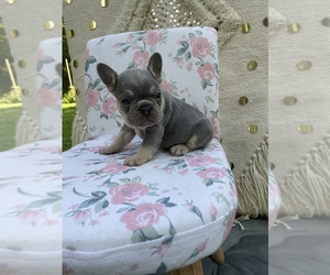 French Bulldog Puppy for sale in LENOIR, NC, USA
