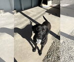 Small Mutt