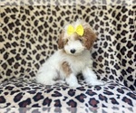 Small #8 Cavapoo
