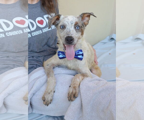 Medium Photo #4 Mutt Puppy For Sale in McKinney, TX, USA