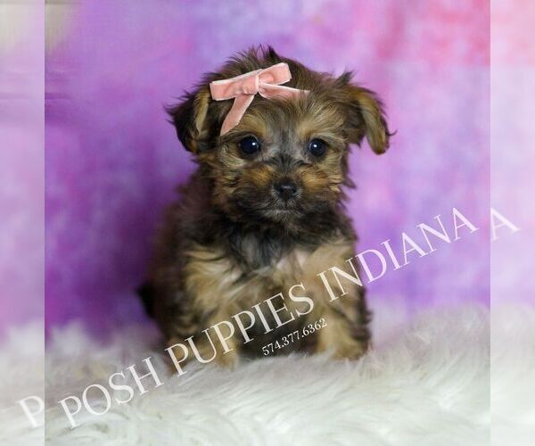 Medium Photo #7 Yorkipoo Puppy For Sale in WARSAW, IN, USA