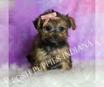 Small #6 Yorkipoo