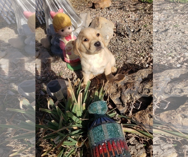 Medium Photo #3 Labrador Retriever Puppy For Sale in NORTH LA JUNTA, CO, USA