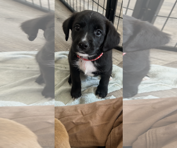 Medium Photo #1 Labrador Retriever-Unknown Mix Puppy For Sale in San Diego, CA, USA