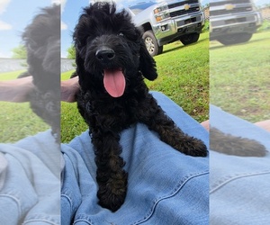 Goldendoodle Puppy for sale in FYFFE, AL, USA