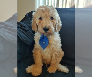 Goldendoodle Puppy for sale in BANCROFT, WI, USA