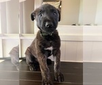 Puppy 8 Belgian Malinois-Dutch Shepherd Dog Mix