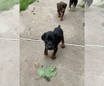 Small Photo #2 Doberman Pinscher Puppy For Sale in BOUCKVILLE, NY, USA
