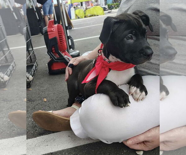 Medium Photo #2 American Pit Bull Terrier-Labrador Retriever Mix Puppy For Sale in Sanford, FL, USA