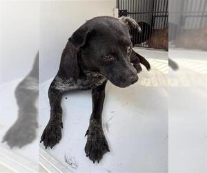 Mutt Dogs for adoption in Houston, TX, USA