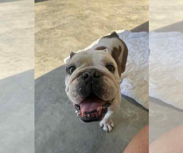 Medium Photo #2 Bulldog Puppy For Sale in Evansville, IN, USA
