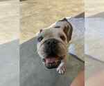 Small #1 Bulldog