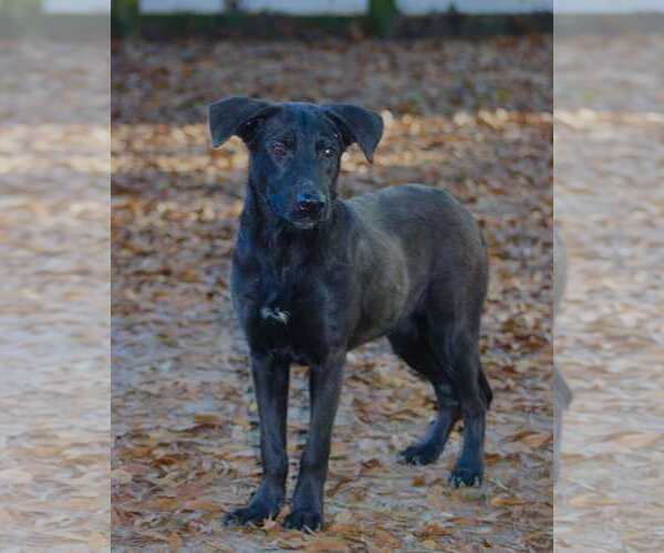 Medium Photo #3 Labrador Retriever-Unknown Mix Puppy For Sale in Ocean Springs, MS, USA
