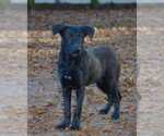 Small #2 Labrador Retriever Mix