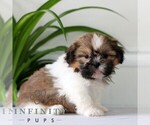 Small #3 Shih Tzu