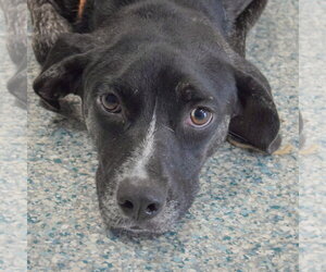 Coonhound-Unknown Mix Dogs for adoption in Huntley, IL, USA