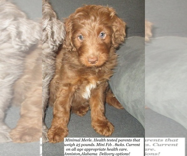 Medium Photo #2 Aussie-Poo-Aussiedoodle Mix Puppy For Sale in LINCOLN, AL, USA
