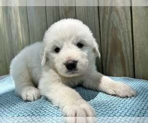 Medium Great Pyrenees