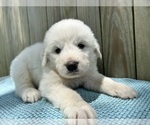 Puppy Boone Great Pyrenees