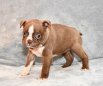 Small Photo #3 Boston Terrier Puppy For Sale in HOMINY, OK, USA