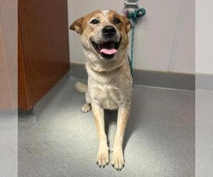 Mutt Dogs for adoption in Rancho Cucamonga, CA, USA