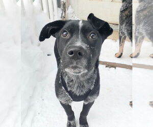 Jax - Male Mutt Dog for Adoption - Photo #5