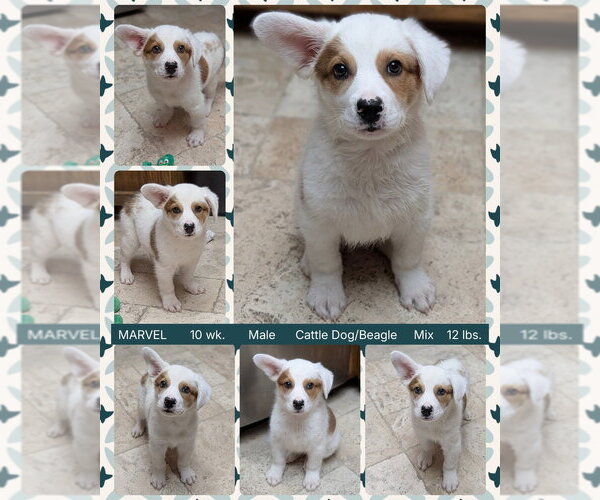 Medium Photo #1 Labrador Retriever-Unknown Mix Puppy For Sale in Mesa, AZ, USA