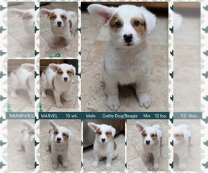 Labrador Retriever-Unknown Mix Dogs for adoption in Mesa, AZ, USA