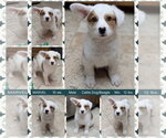 Small Labrador Retriever Mix