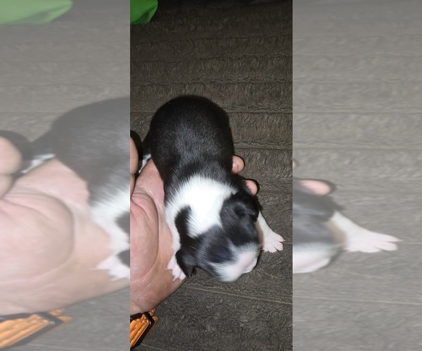 Medium Photo #2 Boston Terrier Puppy For Sale in MITCHELL, IN, USA
