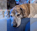 Small Photo #5 Mountain Cur-Unknown Mix Puppy For Sale in Plainfield, IL, USA