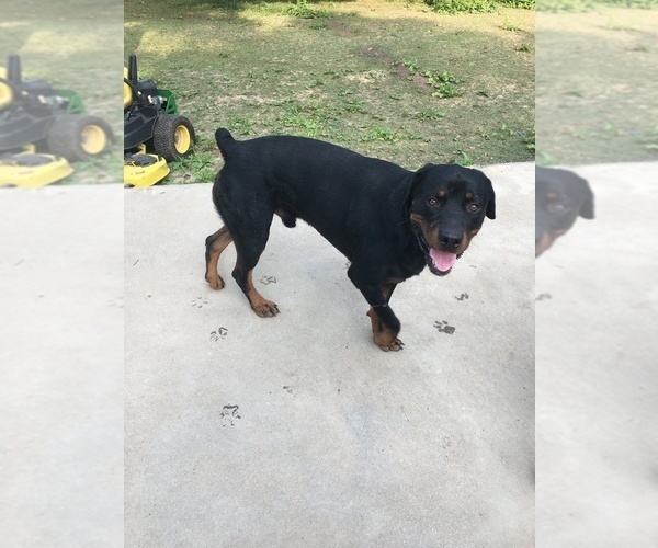Medium Photo #1 Rottweiler Puppy For Sale in PIEDMONT, AL, USA