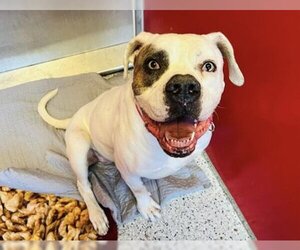 American Bulldog-Unknown Mix Dogs for adoption in Kansas City, MO, USA