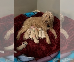 Mother of the Goldendoodle puppies born on 01/18/2023