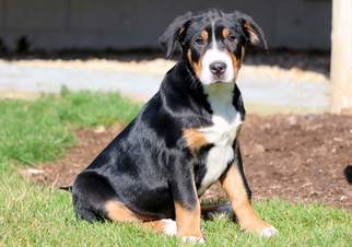 Greater Swiss Mountain Dog Puppy for sale in MOUNT JOY, PA, USA