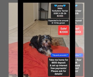 Yorkshire Terrier Puppy for Sale in TUCSON, Arizona USA