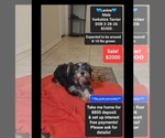 Image preview for Ad Listing. Nickname: Levine