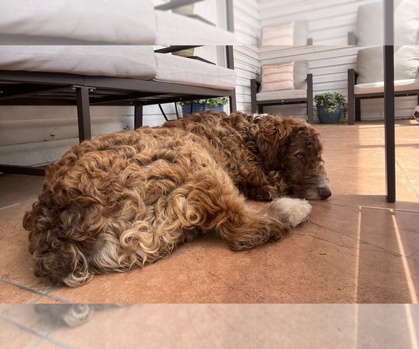 Medium Photo #2 Aussiedoodle Miniature  Puppy For Sale in BROOKER, FL, USA