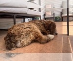 Small #1 Aussiedoodle Miniature 