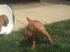 Small Photo #5 Vizsla-Weimaraner Mix Puppy For Sale in STANFORD, IL, USA
